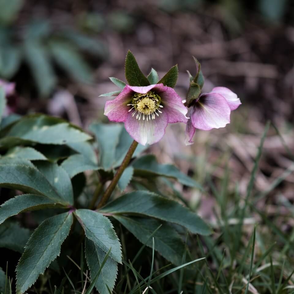 Helleborus orientalis (Lenten Rose)