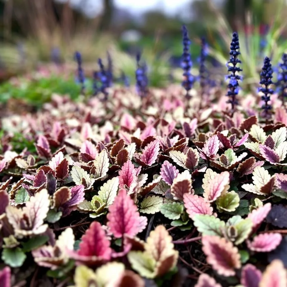 Ajuga reptans ‘Burgundy Glow’
