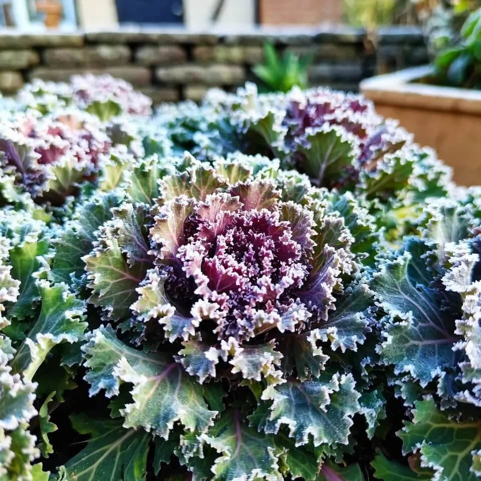 Ornamental brassicas