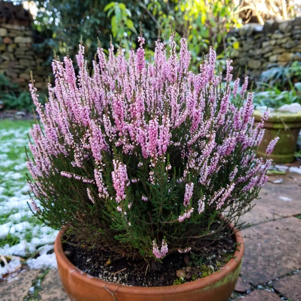Erica carnea (winter heather)