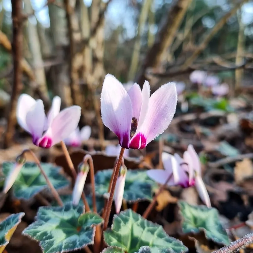 Cyclamen coum