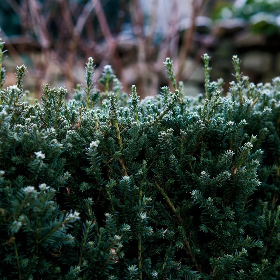 Taxus baccata (yew)