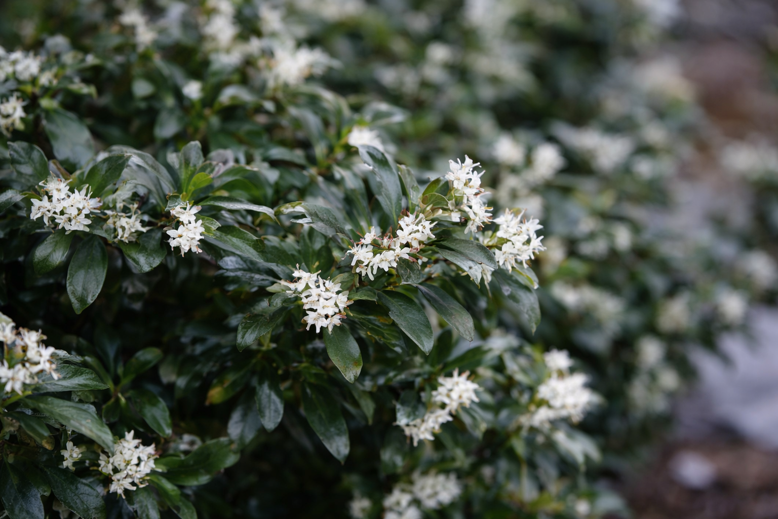 Osmanthus x burkwoodii