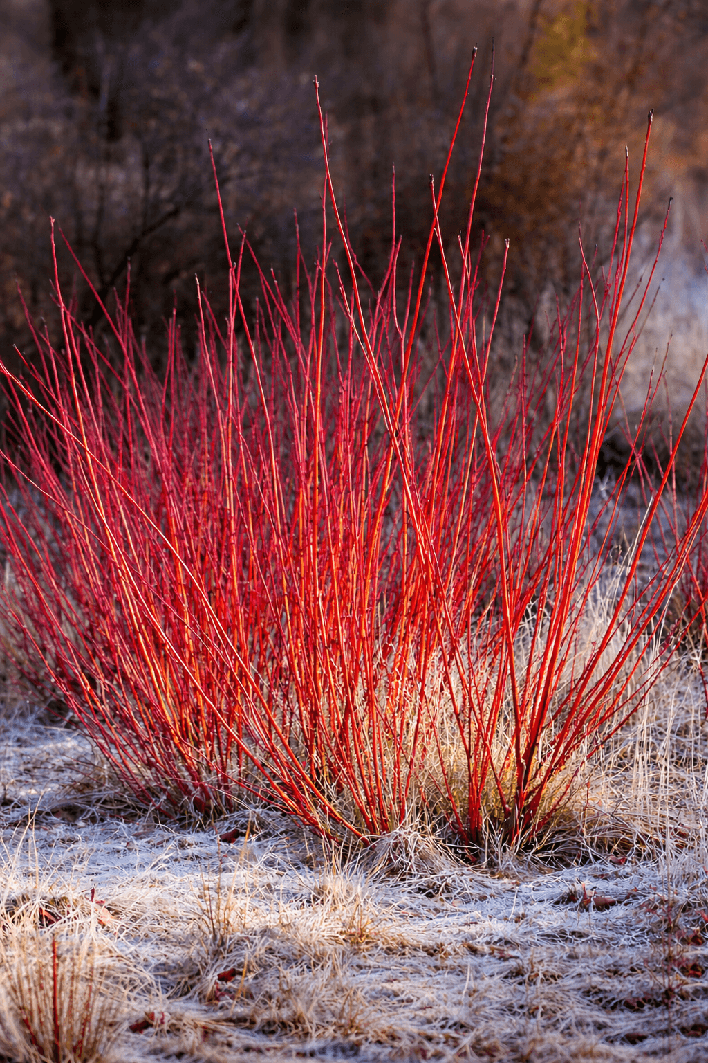 Cornus alba 'Sibirica'