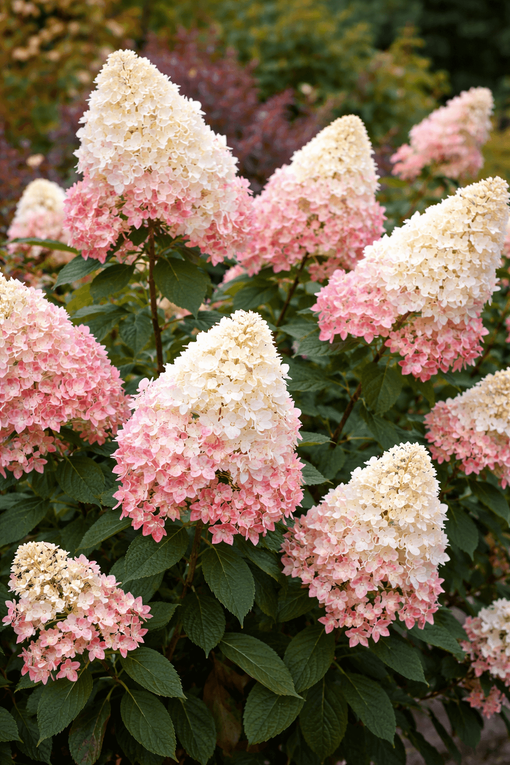 Hydrangea paniculata (cultivars)