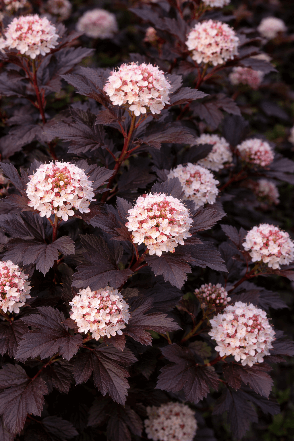 Physocarpus opulifolius 'Diabolo'