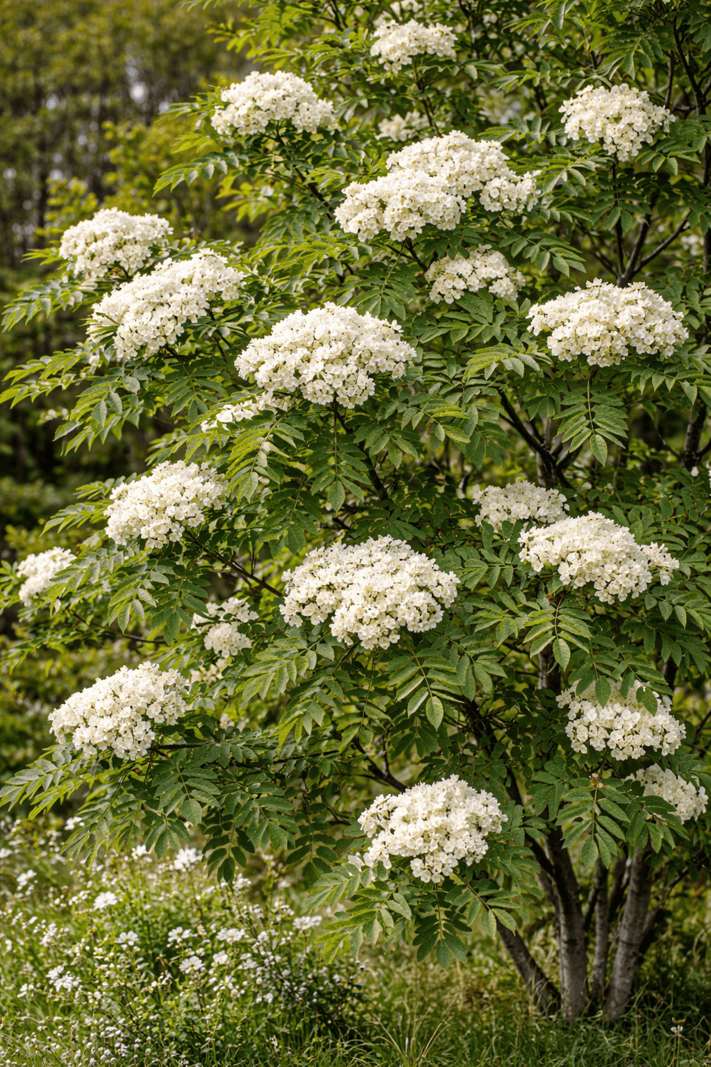 Sorbus aucuparia (rowan)
