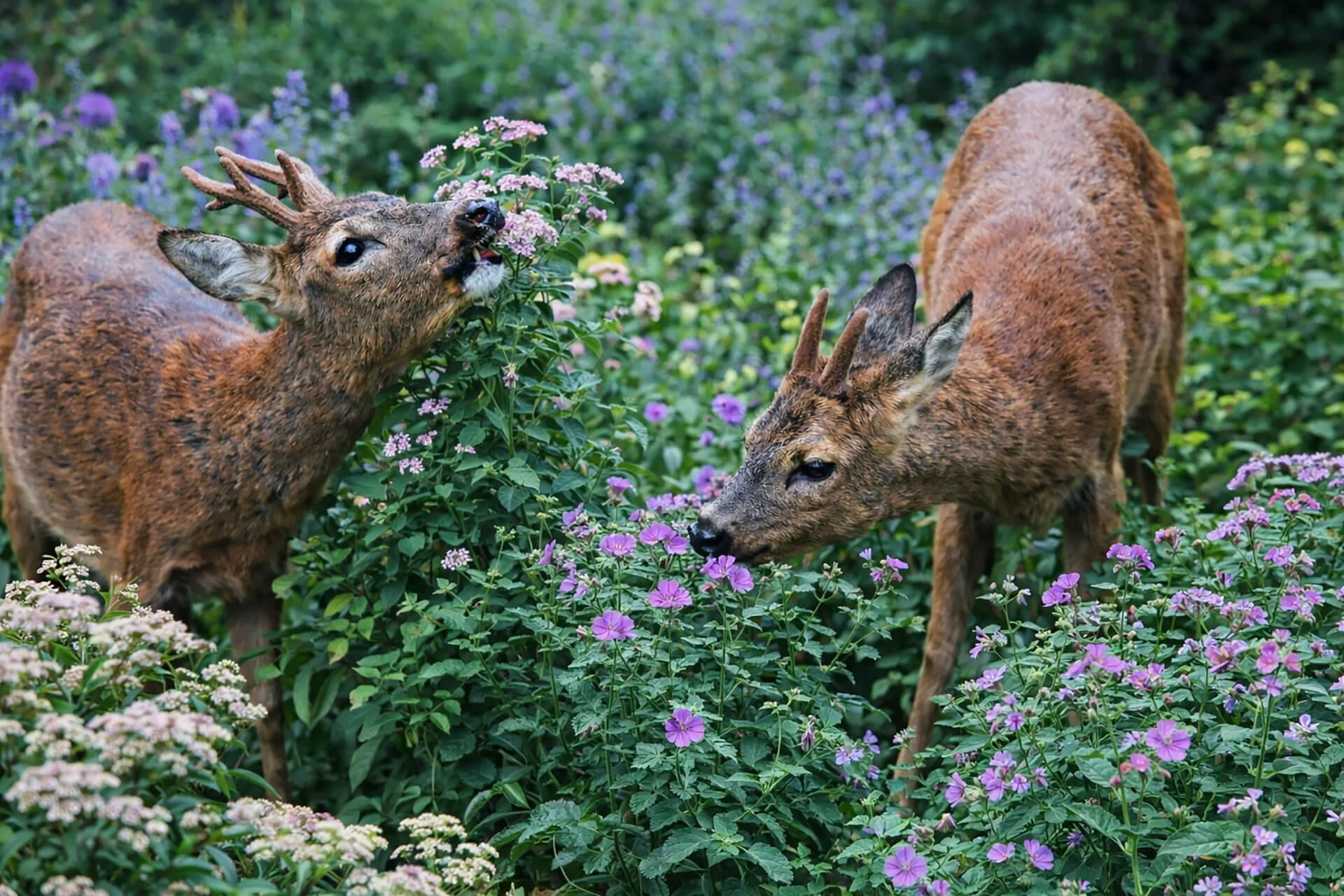 Best Deer-Resistant Plants for Buckinghamshire Gardens