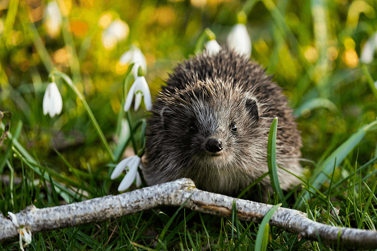 How to Attract Hedgehogs to Your Garden in Buckinghamshire