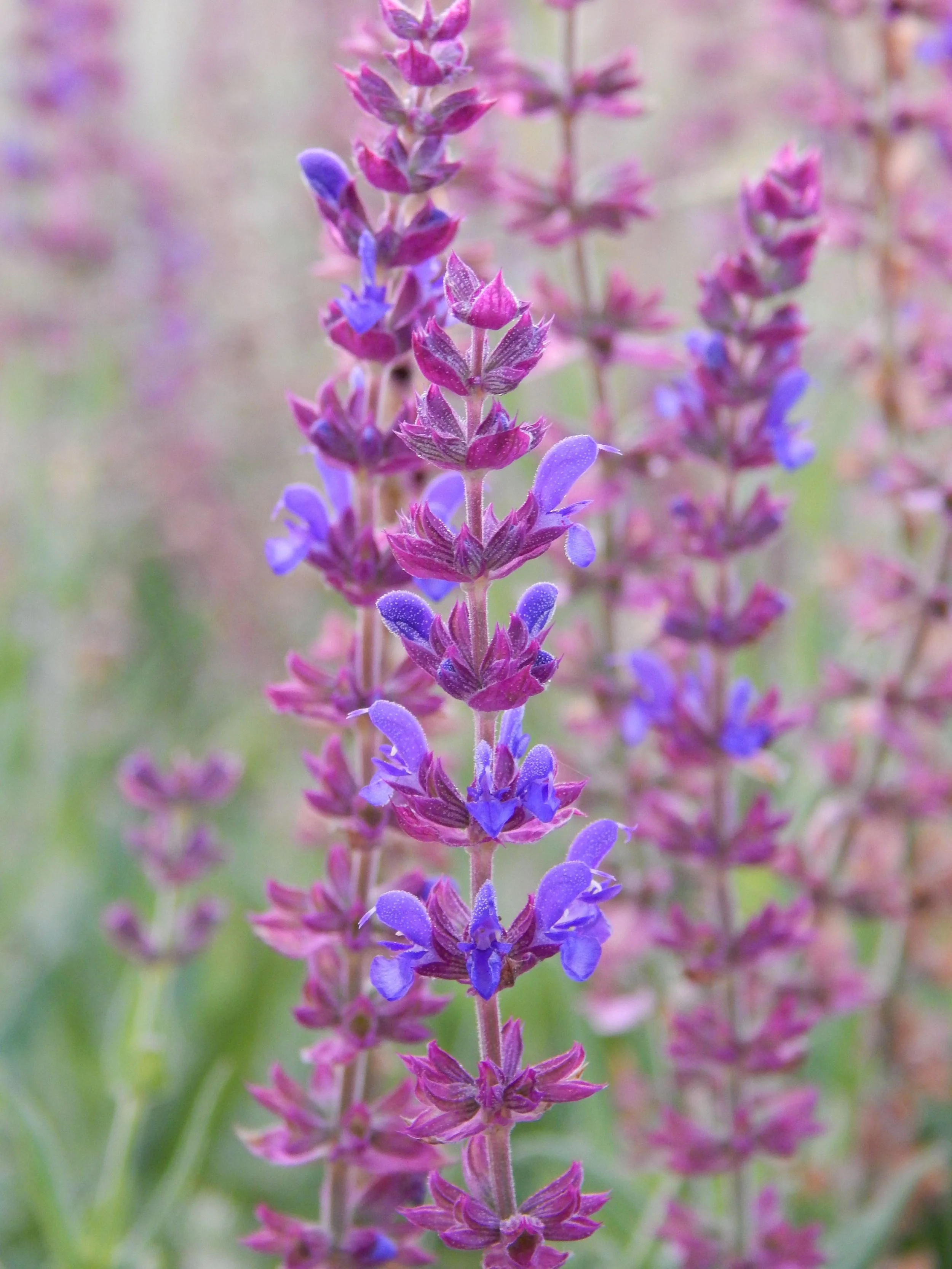 salvia.jpg