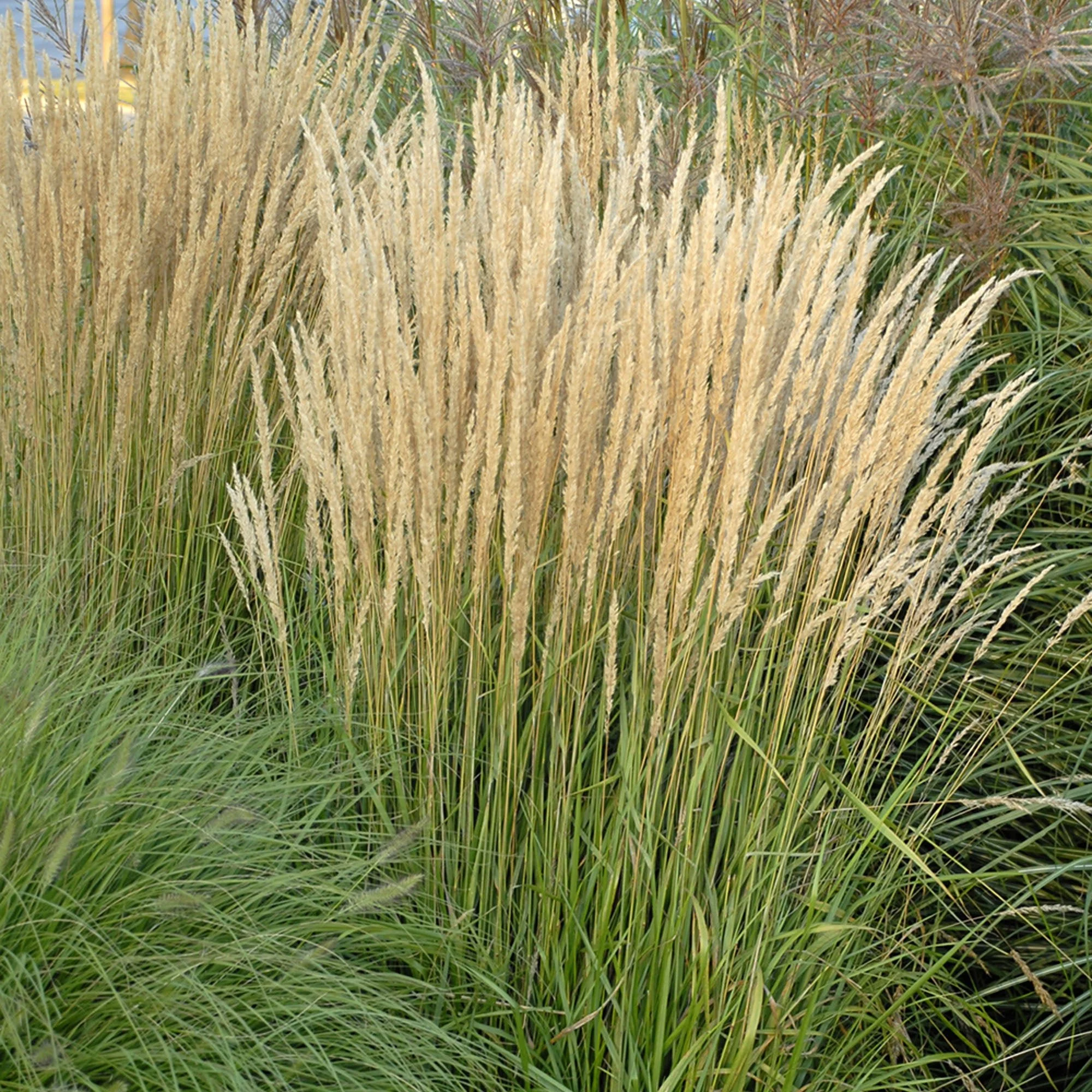 stipa.jpg