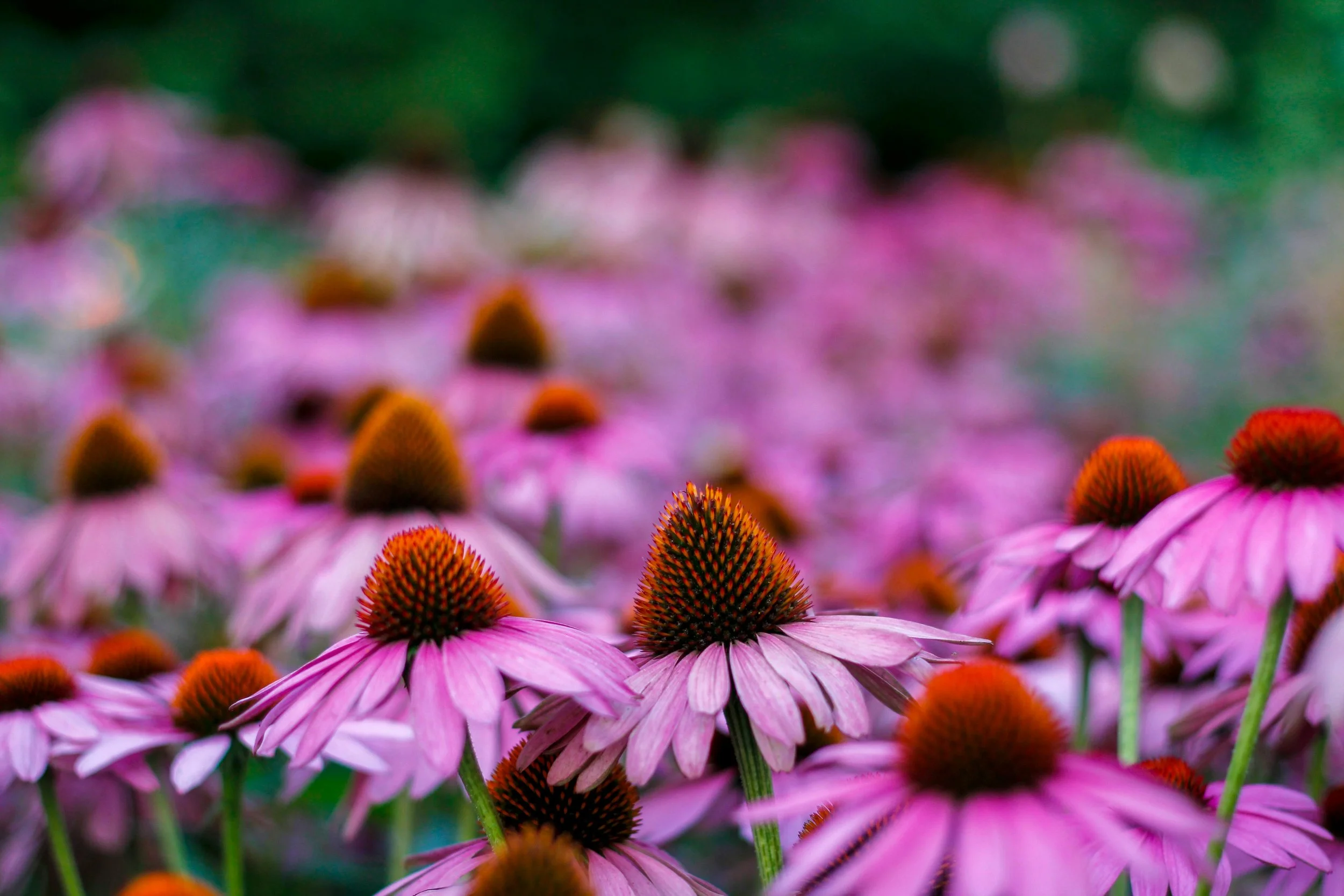 echinacea.jpg