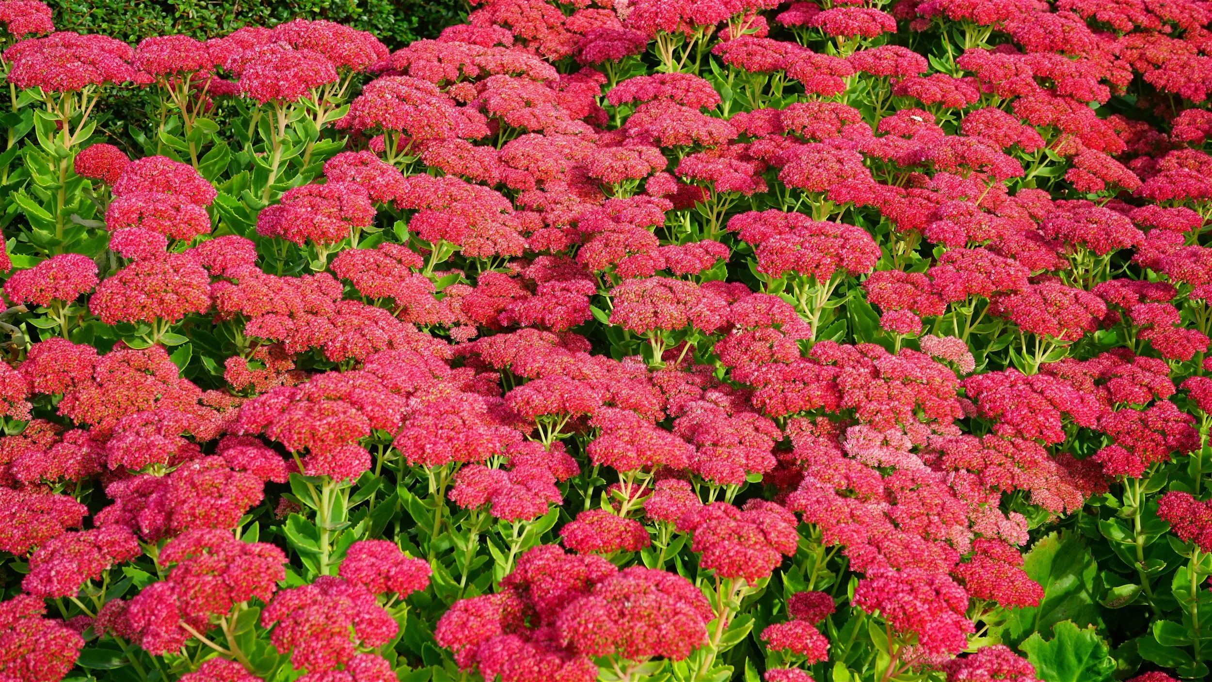 sedum.jpg