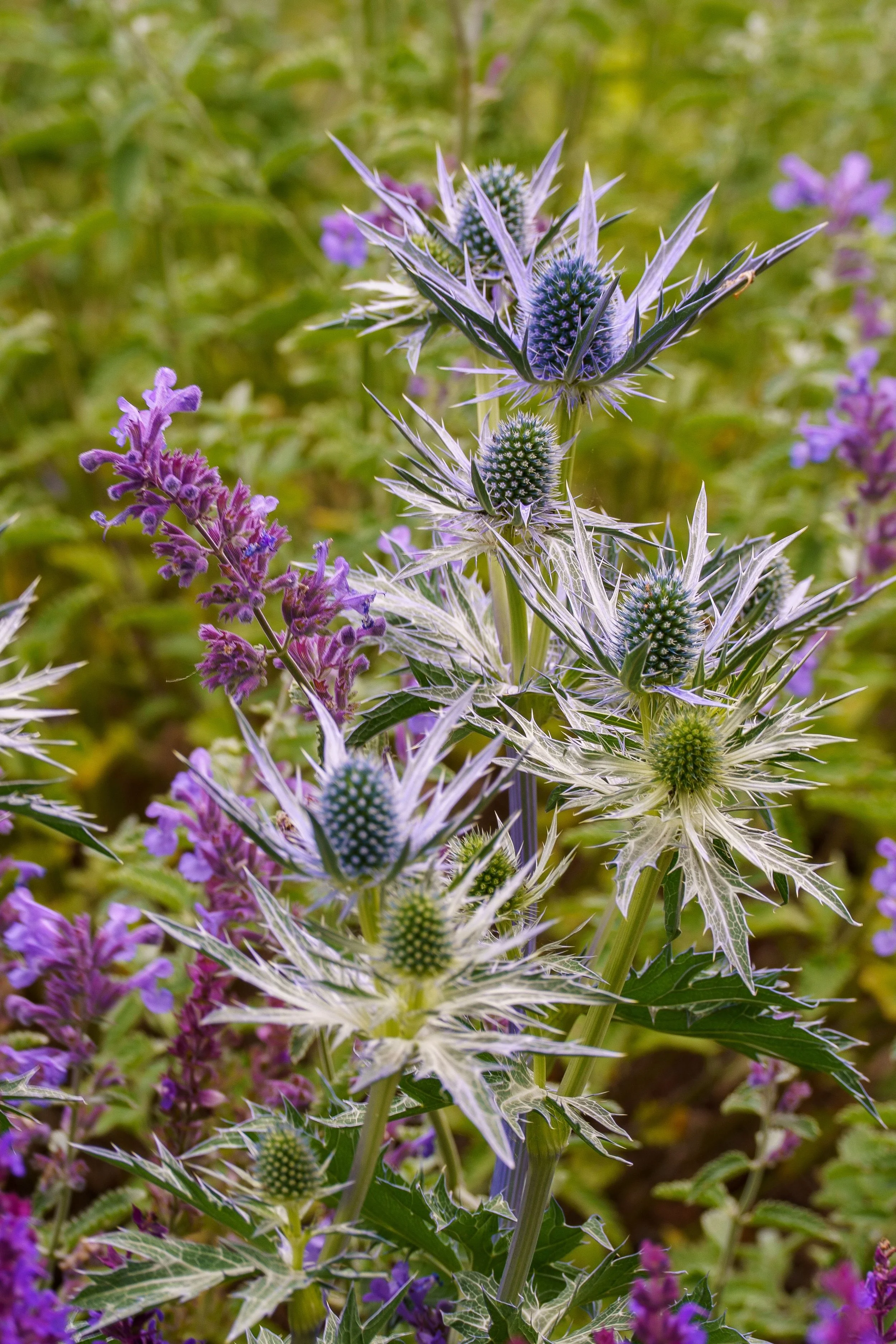 eryngium.jpg