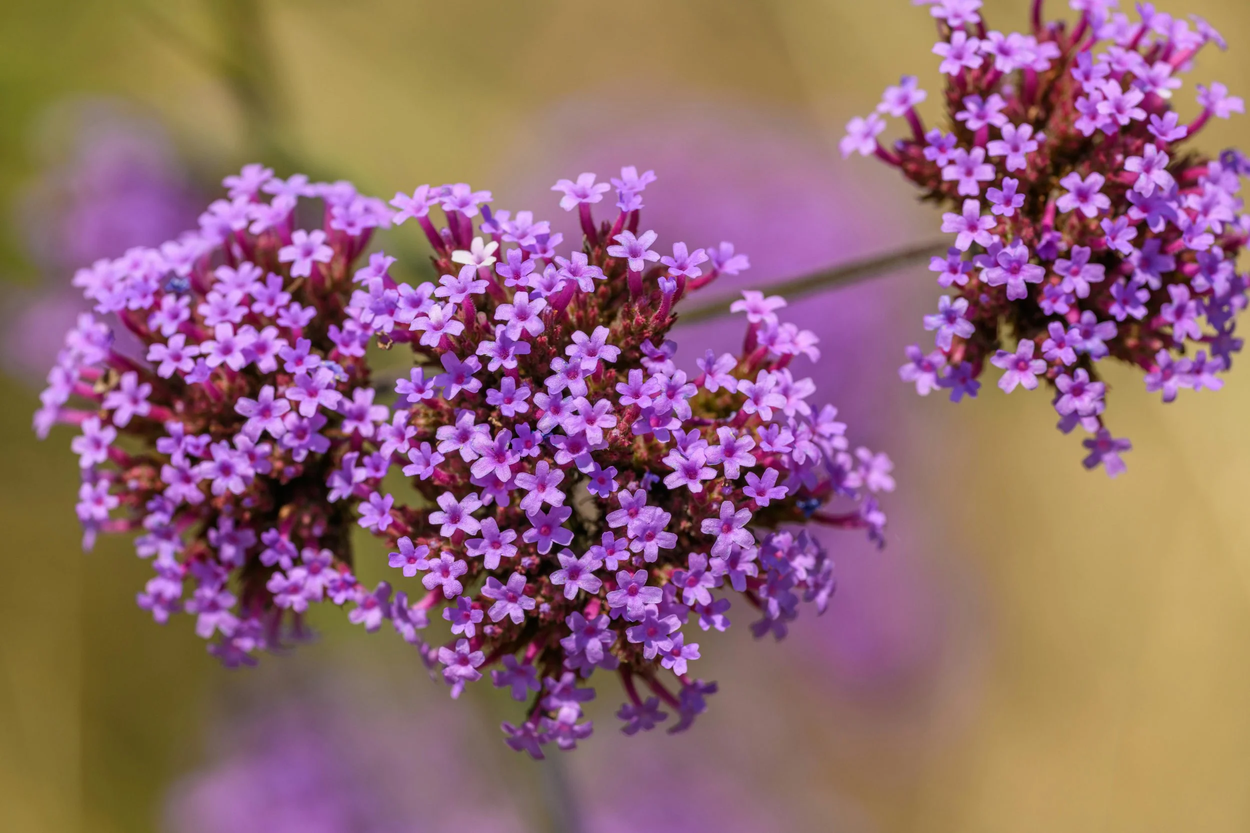 verbena.jpg