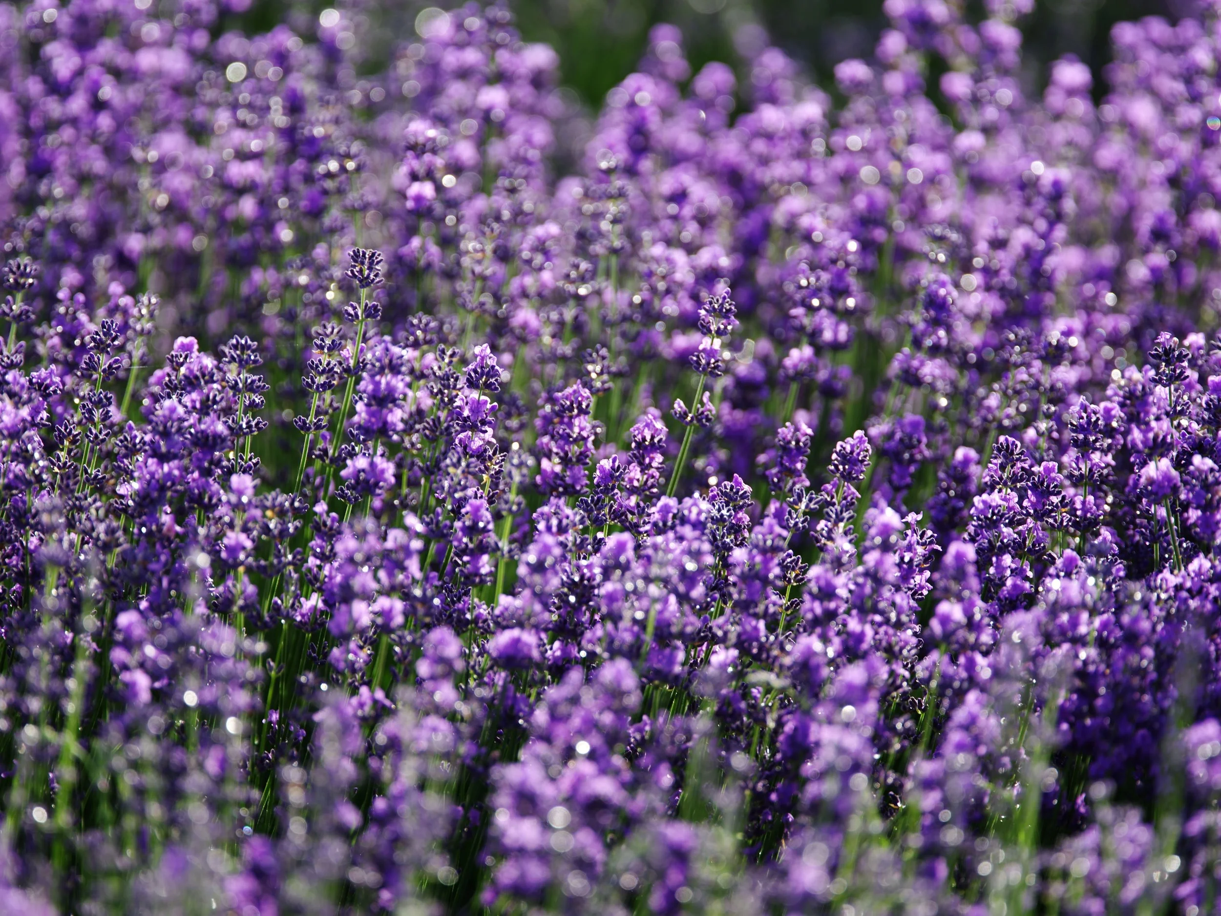 lavander.jpg