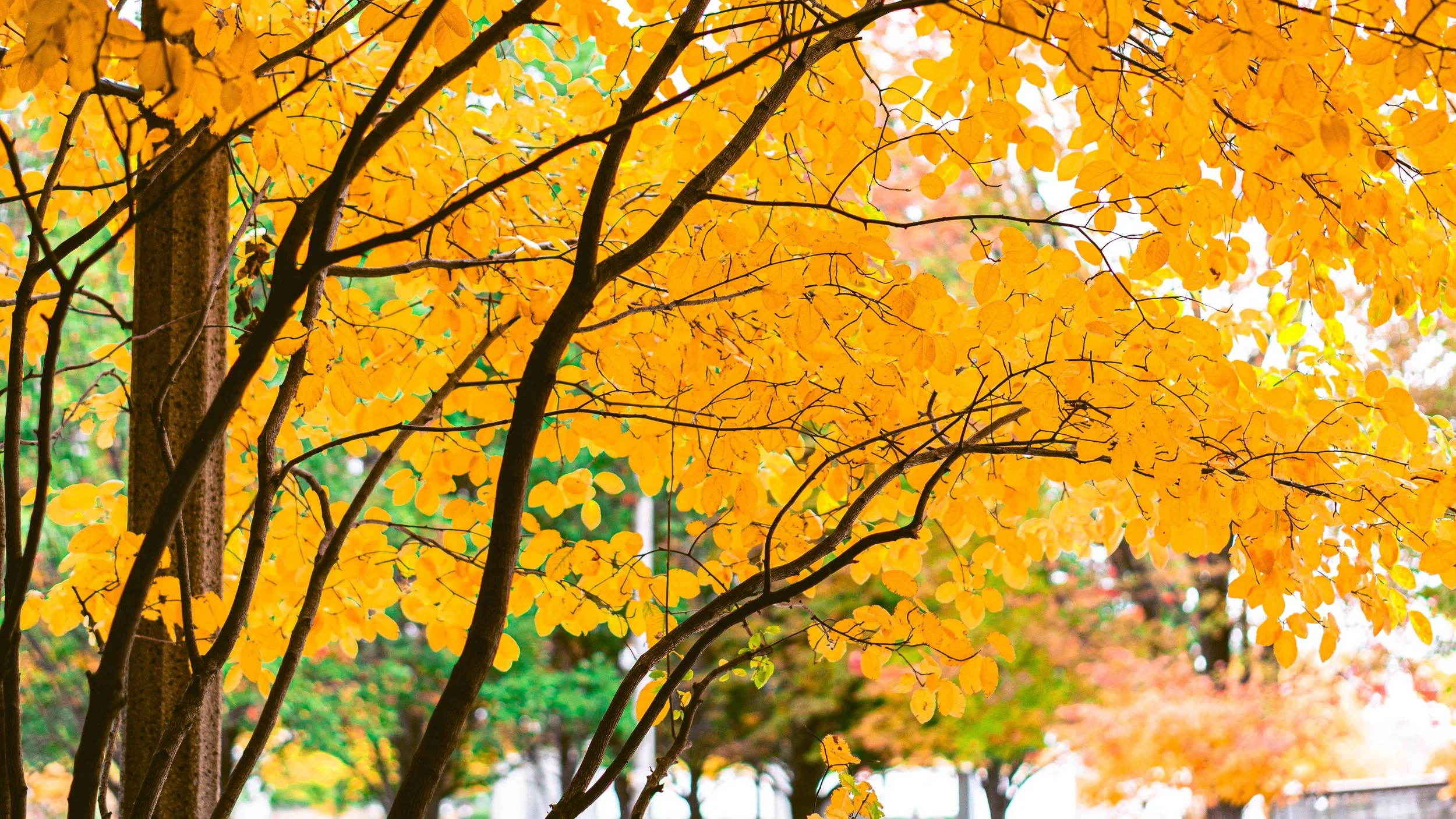 Why Autumn Could Be the Best Time to Plant Your Garden ?