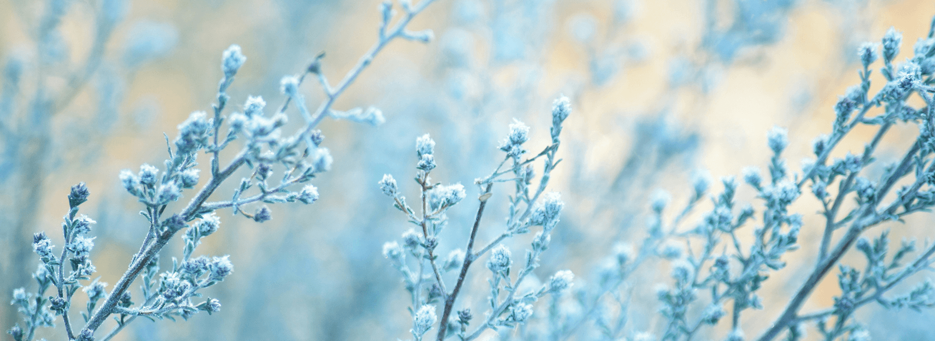 Delicate plant branches covered in frost crystals on a cold winter morning in a UK garden