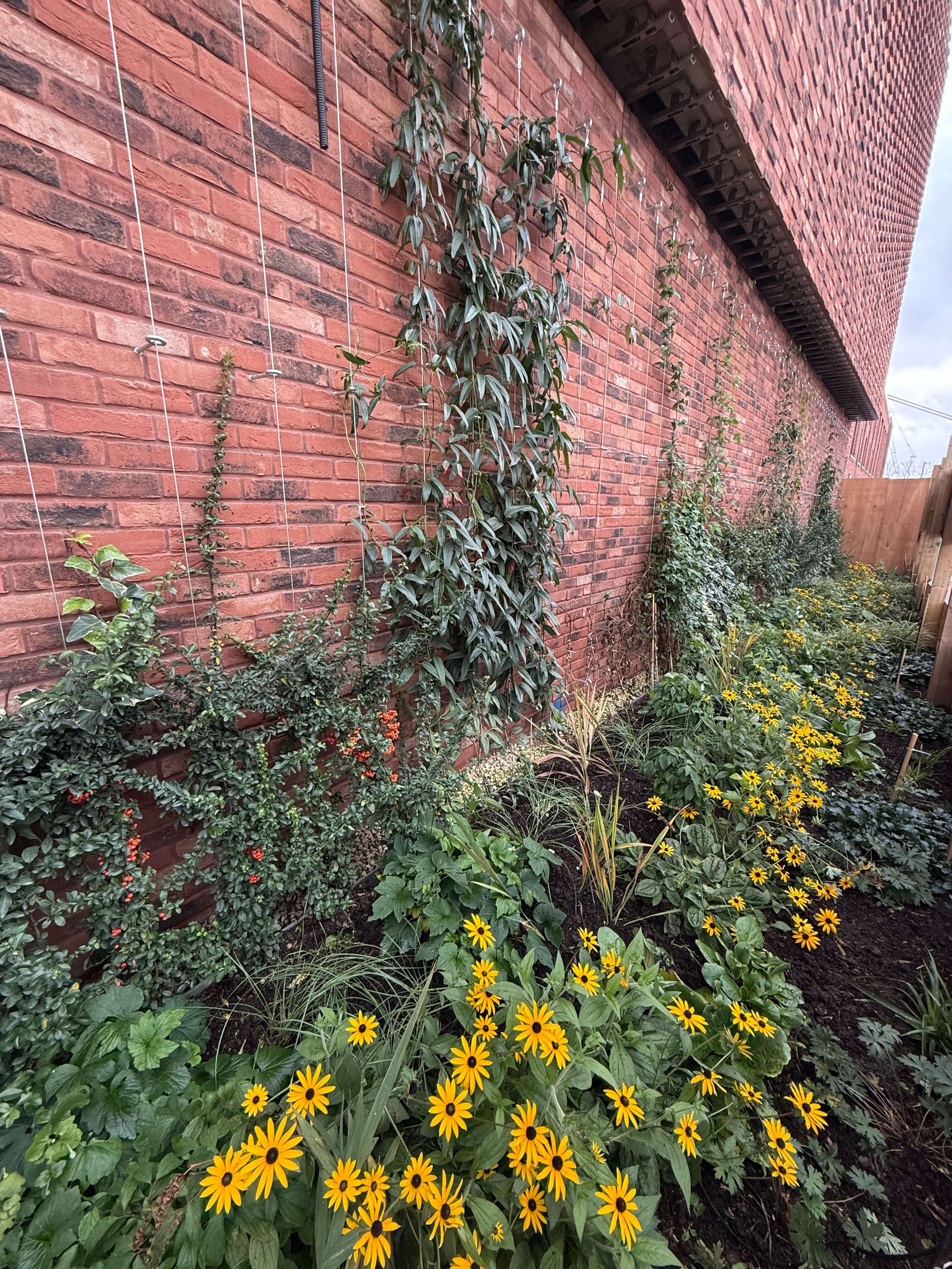 Colourful commercial living wall with climbing plants and large perennial flowerbed against brick wall in Park Royal, North West London