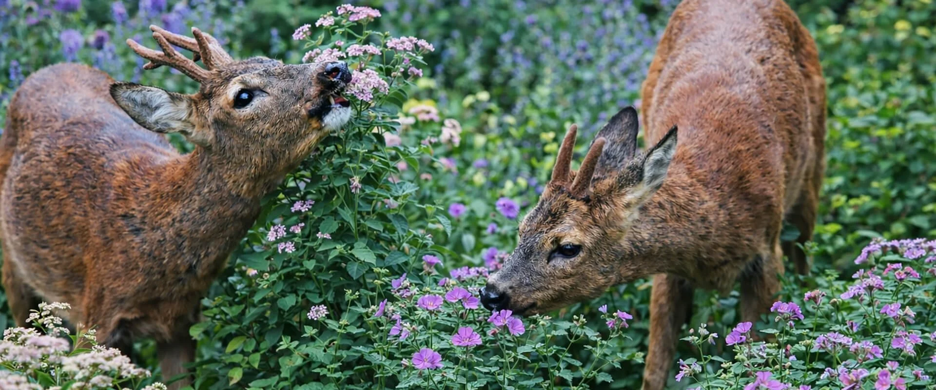 Roe deer browsing a garden border in rural Buckinghamshire, illustrating common plant damage in deer-prone gardens.