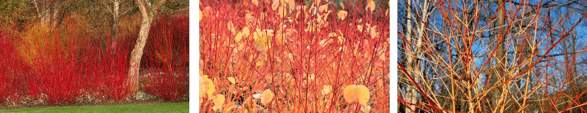 Bright red stems of Cornus dogwood shrub glowing in winter sunlight, ideal for adding colour to UK garden borders