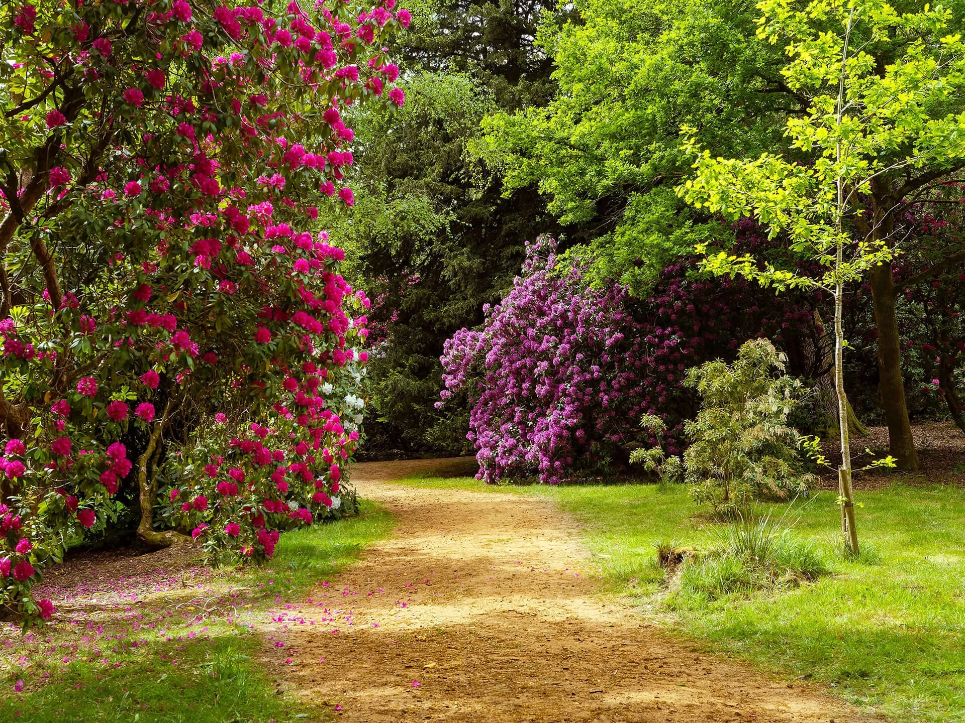 Woodland garden path lined with rhododendrons and azaleas in full flower beneath mature trees, with fallen petals on the ground.