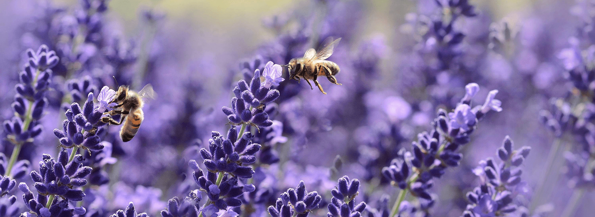 Bees foraging on lavender flowers in a Buckinghamshire garden, showcasing pollinator-friendly plants for clay soil