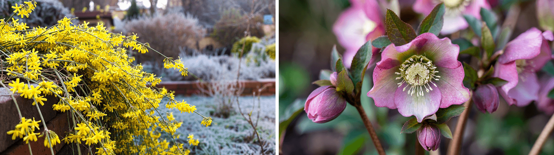 Split image of winter-flowering plants: cascading yellow winter jasmine on frosty wall (left) and close-up pink hellebore flowers with green centres (right).