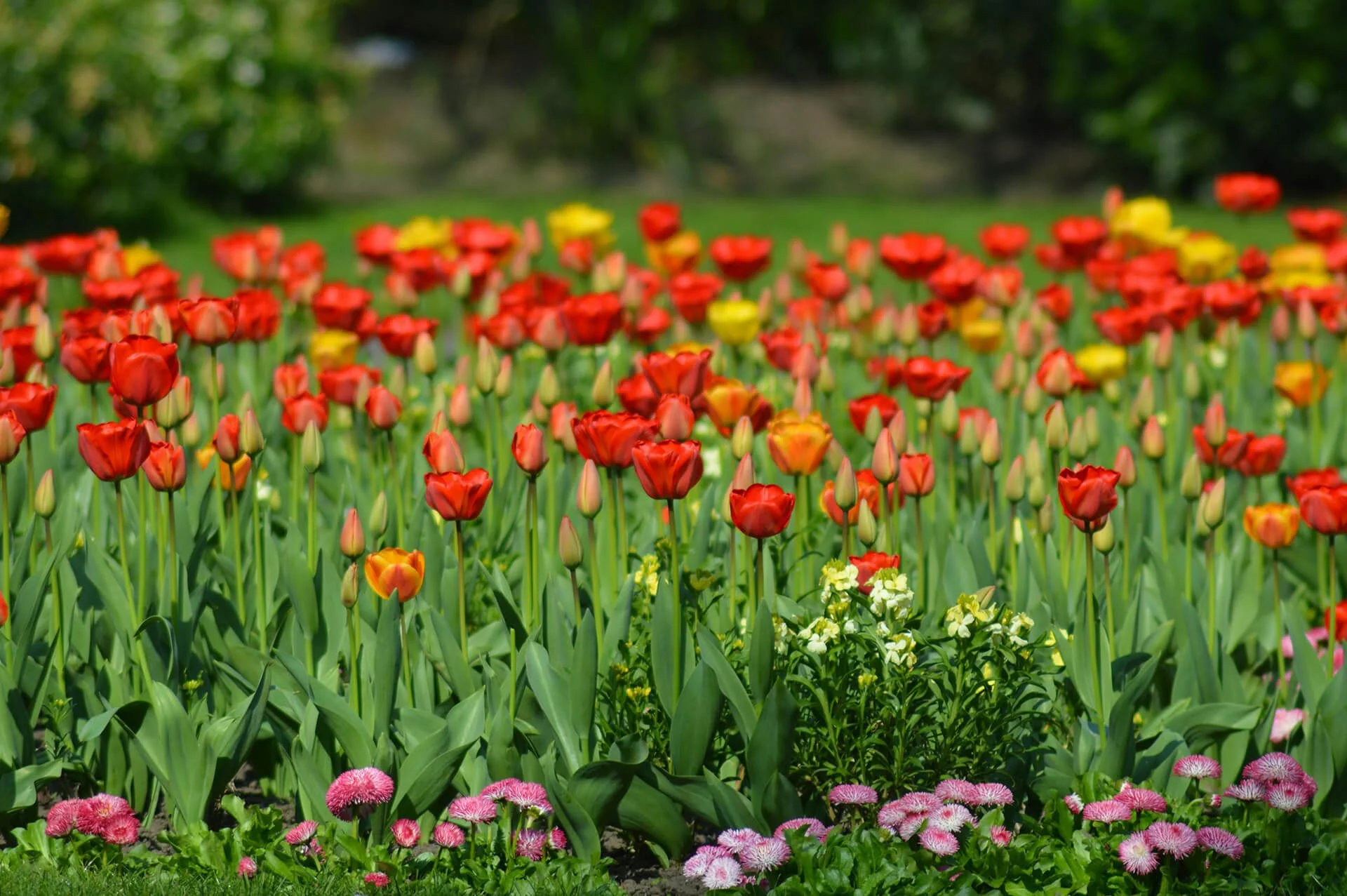 Close-up of red and yellow tulips growing in a vibrant garden with soft green background