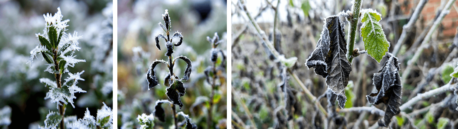 Collage showing frost effects on garden plants: iced healthy leaves (left) and blackened, wilted frost-damaged foliage (right).