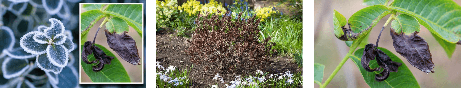 Examples of frost on garden plants and frost damage: frosted leaves, blackened wilted foliage, scorched shrub, and curled brown leaves