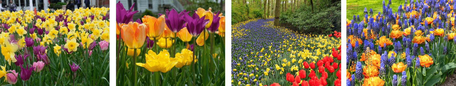 Spring flowerbed ideas featuring tulips and daffodils: mixed yellow and purple plantings, varied tulip colours, massed blue hyacinths along a path with tulips, and orange tulips combined with deep blue hyacinths