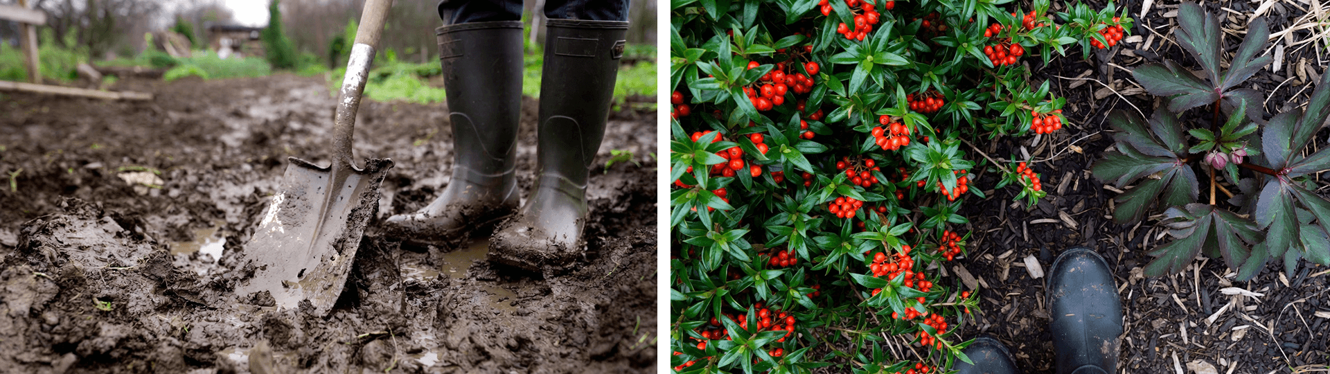 Before and after of a Buckinghamshire clay soil garden: left shows challenging heavy clay being dug with muddy boots; right displays low-maintenance plants including Skimmia with red berries and Hellebores thriving in the same spot.