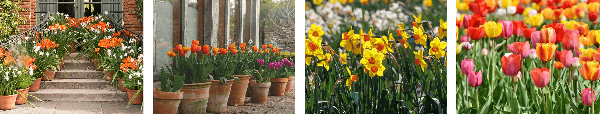Selection of spring tulips and daffodils in UK gardens: orange tulips in pots on steps, terracotta container displays, yellow daffodils in borders, and beds of mixed colourful tulips