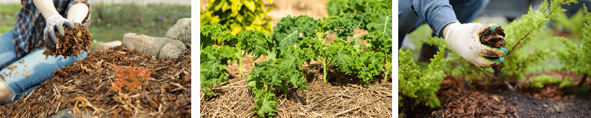 Collage of gardeners applying organic mulch to garden beds and plants for winter frost protection