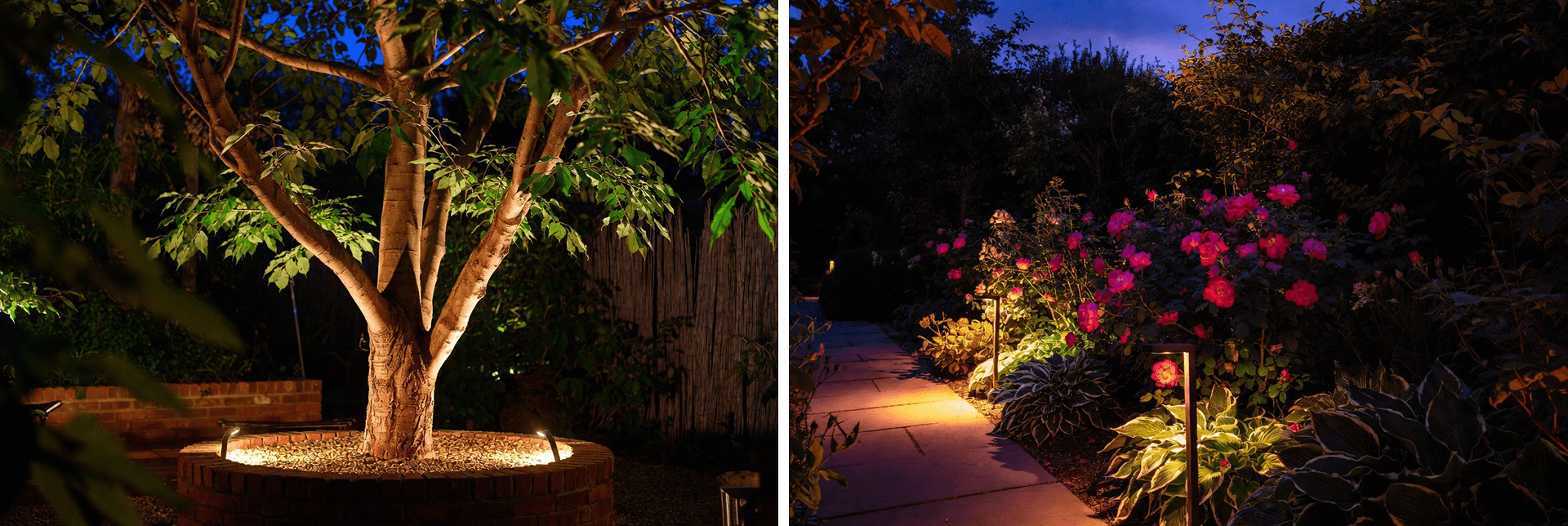 Low garden lights along a path edged with pink roses in the evening