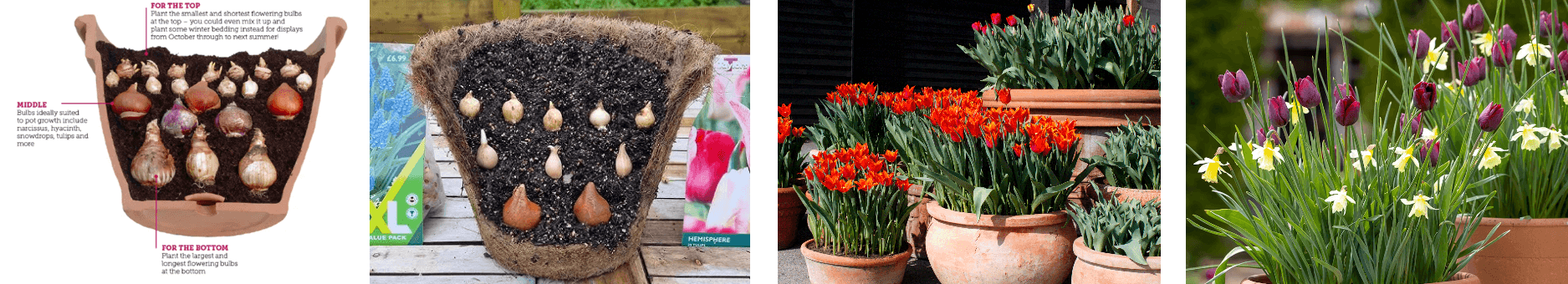 Four scenes showing how to plant tulips and daffodils: instructional diagram for pot layering, bulbs arranged in compost, and mature spring flowers in terracotta pots with vibrant orange, purple, and yellow blooms