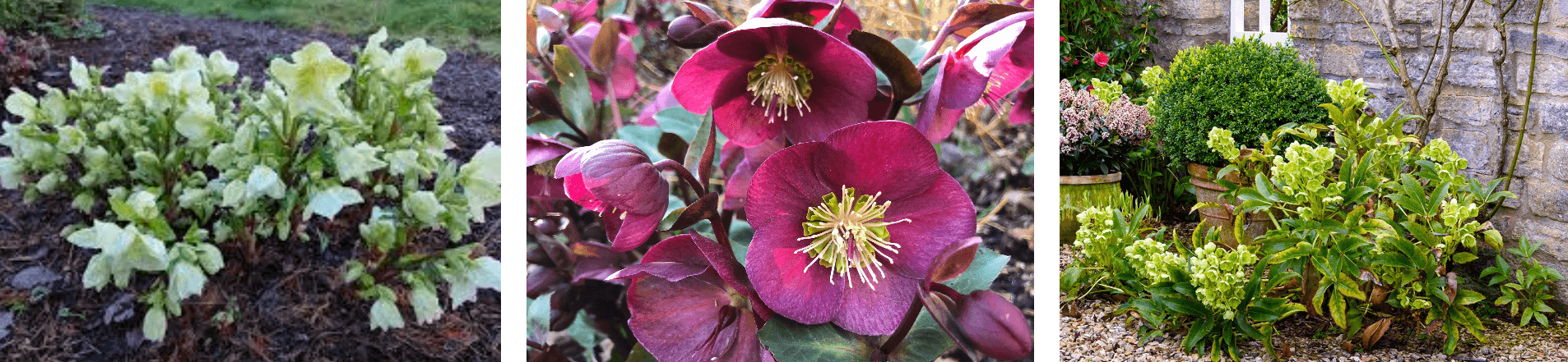 Collage of hardy hellebore varieties in bloom: pale green, deep purple, and lime-green flowers thriving in a winter UK garden