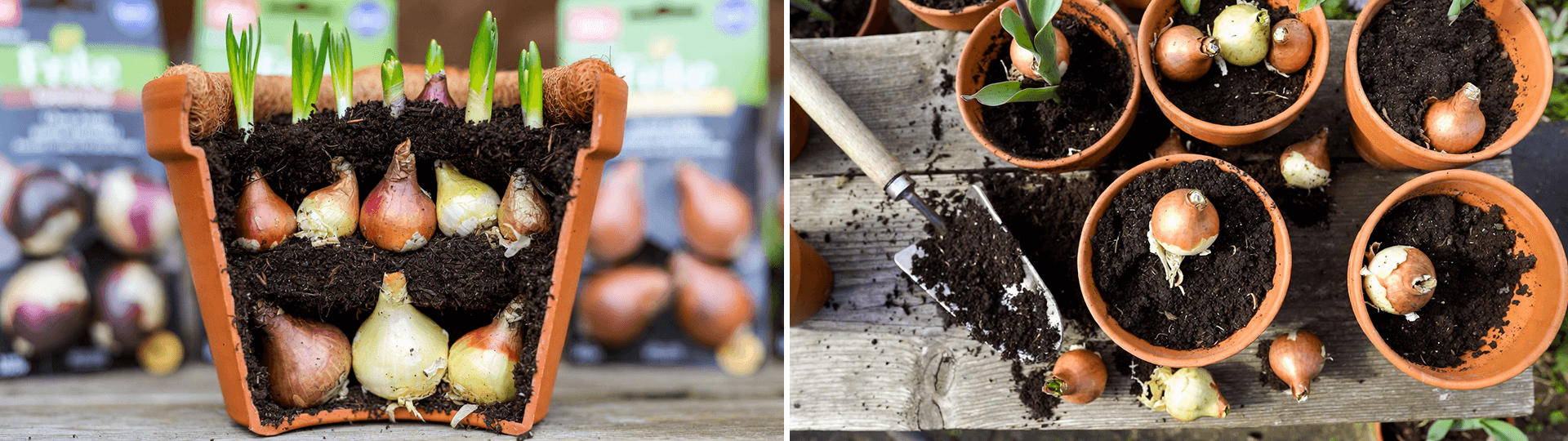 Split image of bulb planting: layered tulip bulbs in a pot for lasagne planting (left) and top-down view of bulbs in individual terracotta pots with trowel (right).