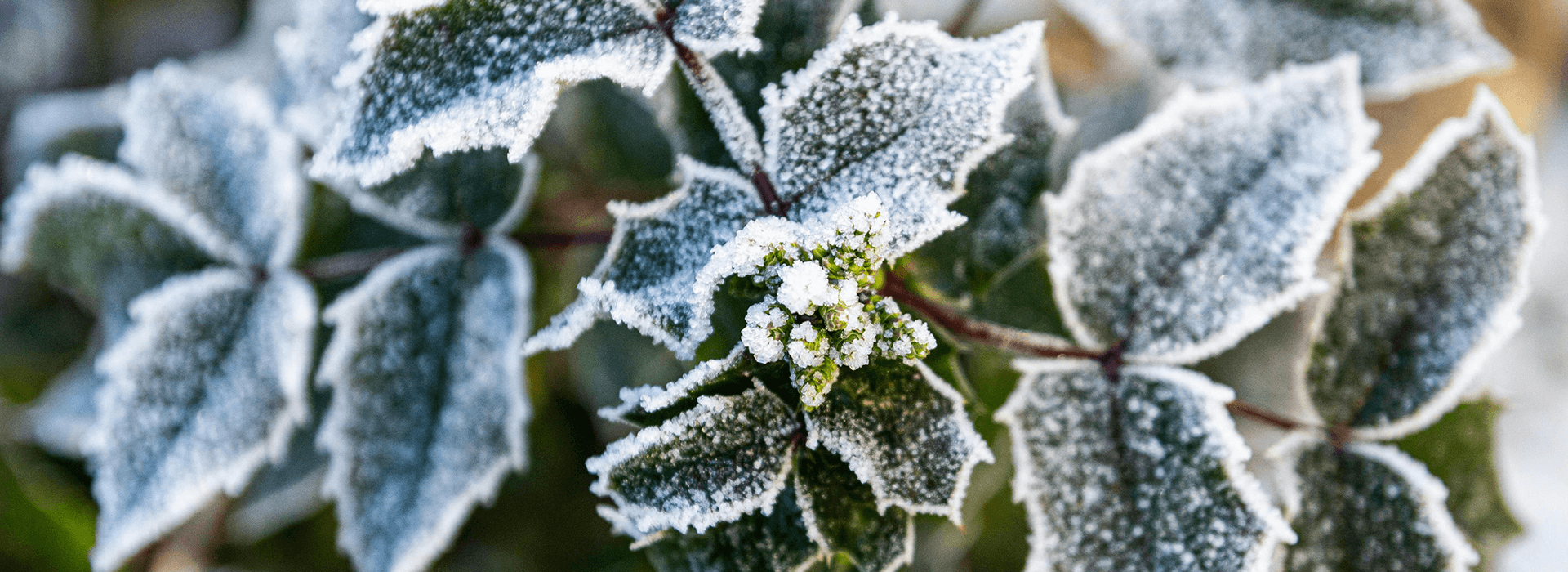 Close-up of frost-covered holly foliage and budding flowers, showing typical winter frost effects
