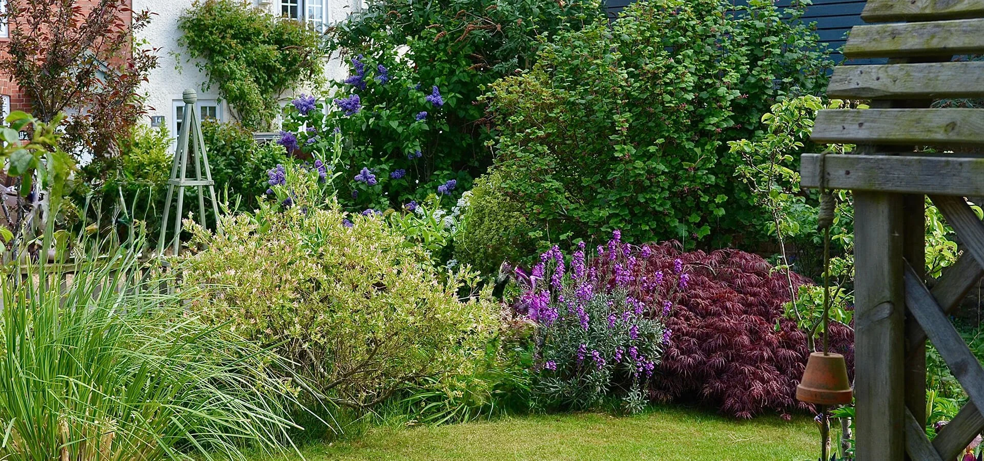 Established English garden border with ornamental grasses, purple flowering perennials and a red-leaved acer beside a neat lawn