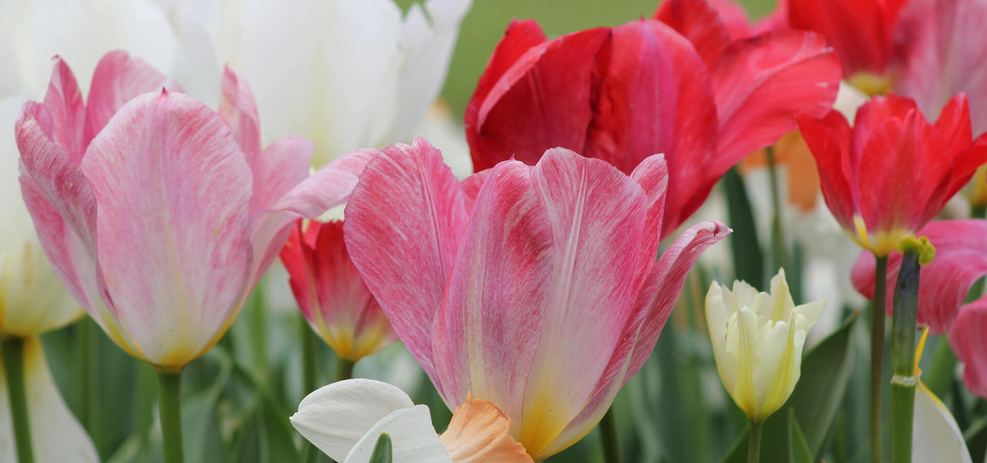 Close-up of pink, red, white, and yellow tulips in bloom, showcasing autumn-planted spring bulbs for vibrant garden displays.