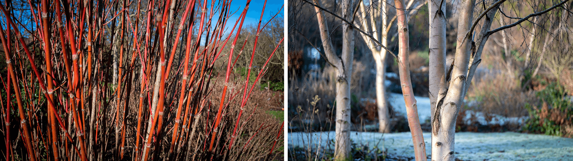 Split image of winter garden structure: fiery red and orange dogwood stems (left) and white peeling bark of Himalayan birch trees in a snowy border (right).