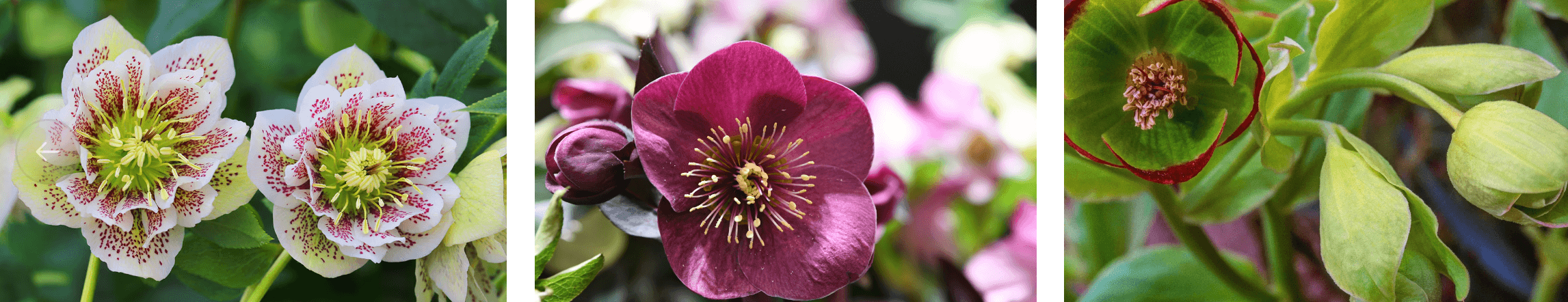 Collage of hellebore varieties for winter interest: speckled white and pink blooms, deep purple flowers, and pale green hellebores in a UK garden