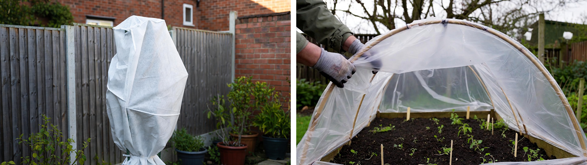 Split image of frost protection: tall shrub wrapped in white horticultural fleece (left) and gardener covering a raised bed with polythene over hoops (right).