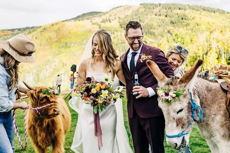 Ned going in for a treat 💐 @sheamcgrathphotography