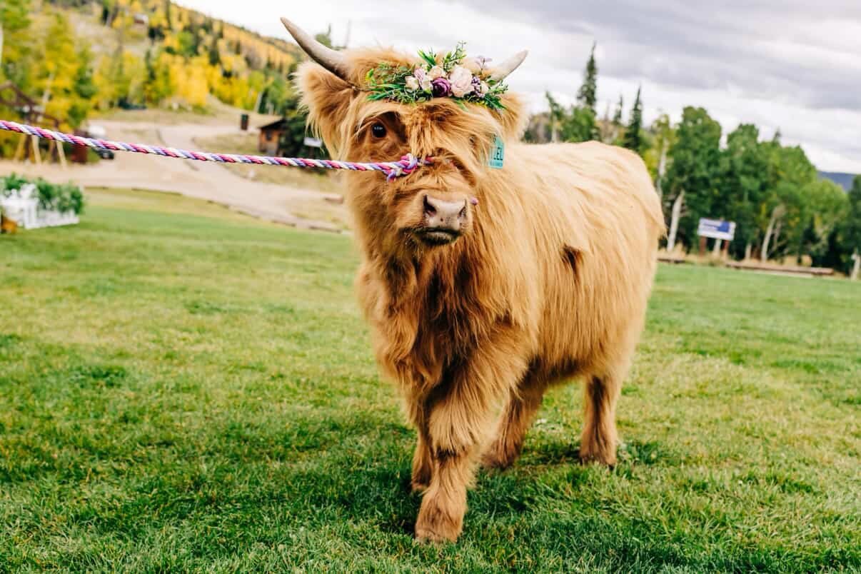 Raise your hand if you have a mini highland cow as a wedding guest next summer ! 🙋🏼&zwj;♀️