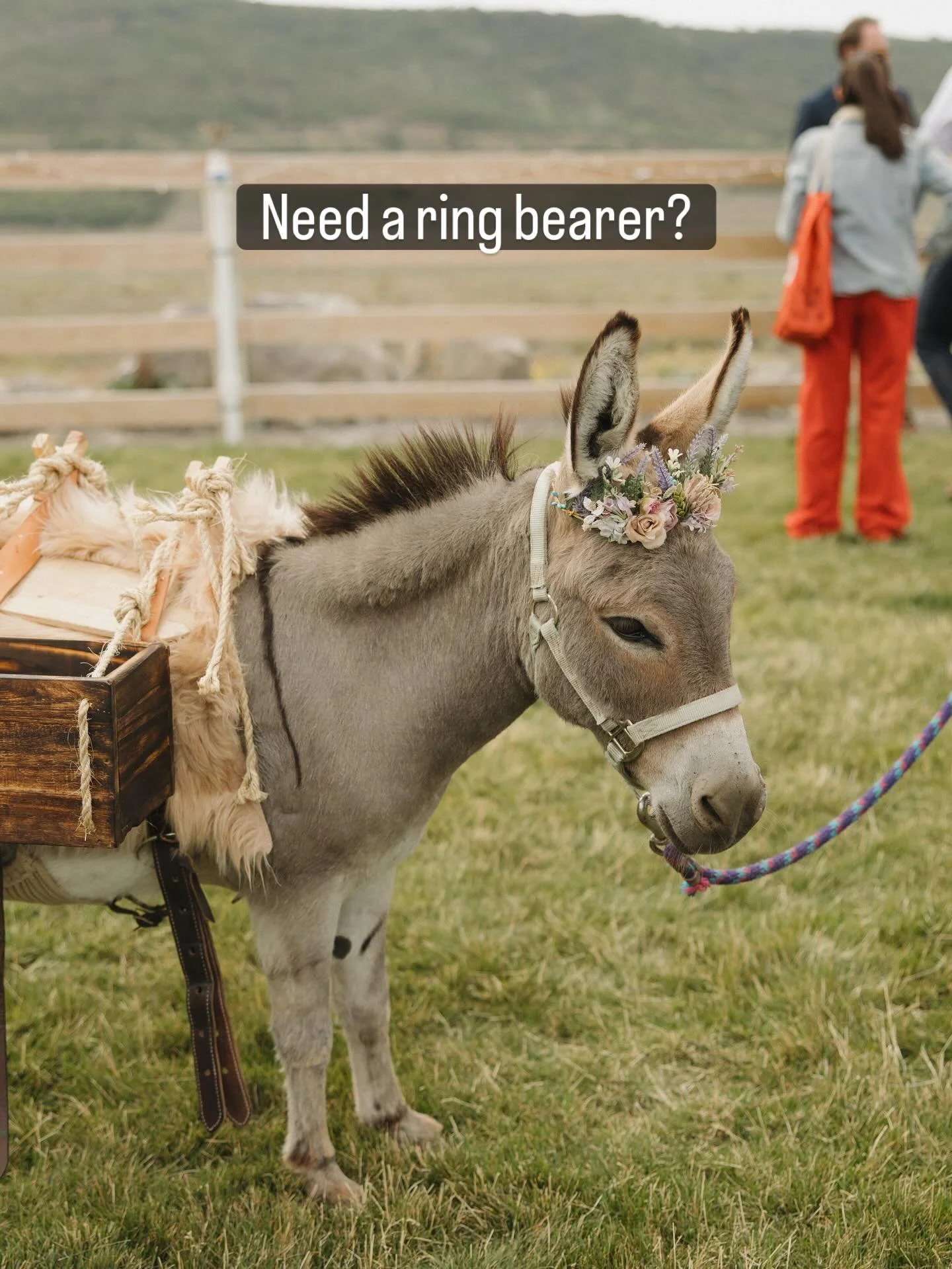 I&rsquo;ve been dying for someone to ask to have one of burros walk them down the aisle or be the flower girl or ring bearer. Someone getting married in 2026 and need any of these roles filled? We got you covered!