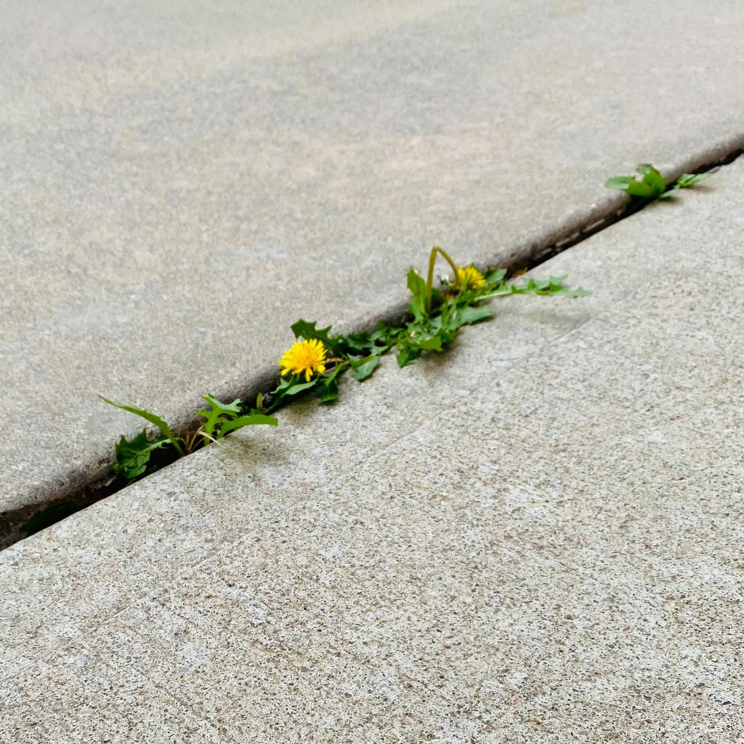 A small yellow flower growing through a crack in a concrete sidewalk.