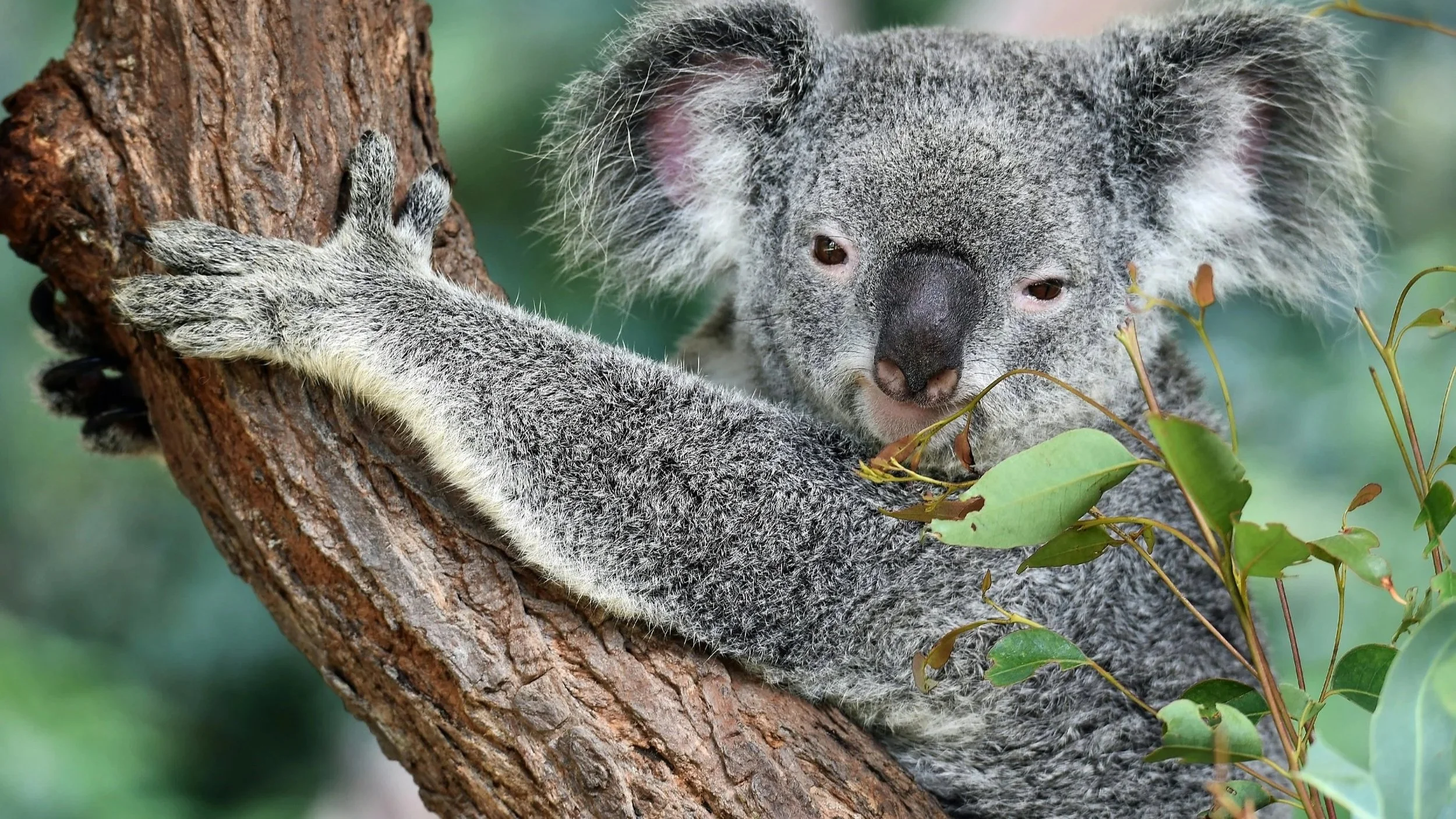 A young koala clings to a tree branch with one paw, facing the camera, surrounded by green foliage.